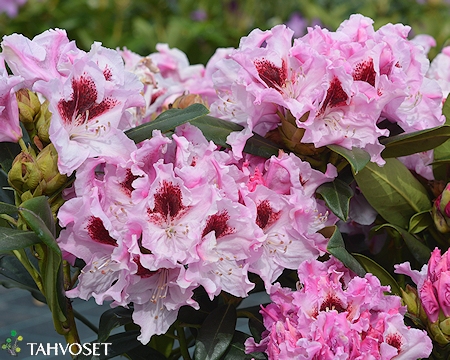 Rhododendron 'Royal Butterfly', alppiruusu
